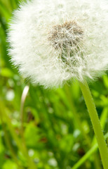 white dandelion