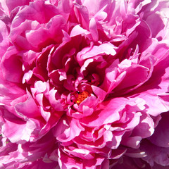 peony