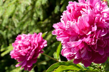 peony