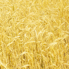 rye