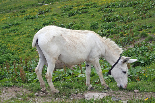 white baby donkey and a graze in the mountains