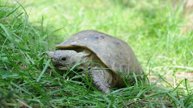 Landschildkr&ouml;te im Gr&uuml;nen