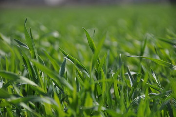 Grass