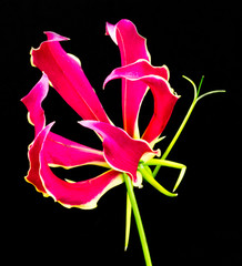Red Gloriosa