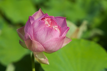 The lotus flowers