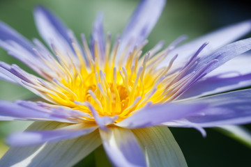 Obraz premium Blue water lily