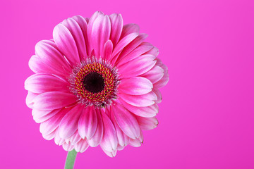 Pink flower on background
