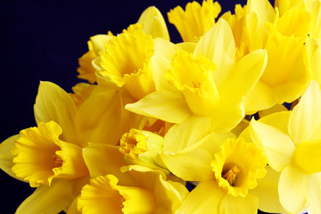 golden daffodil