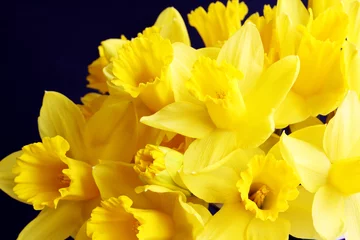Printed roller blinds Narcissus golden daffodil