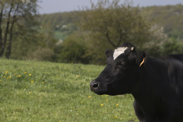 Obraz na płótnie Canvas Vache noire dans la campagne