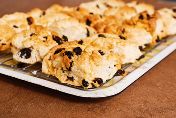 Freshly baked  scones on cooling rack