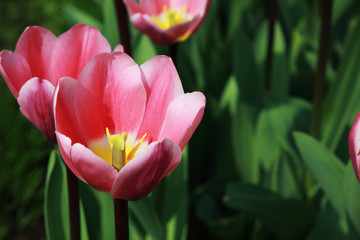 Fototapeta premium rose tulip
