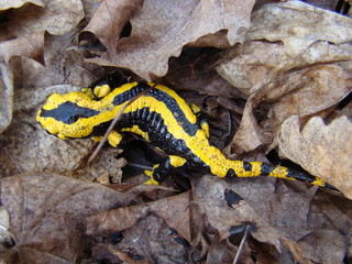 Feuersalamander im Nationalpark Kellerwald