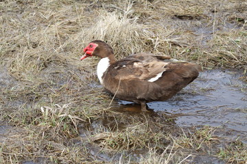 Muscovy Duck