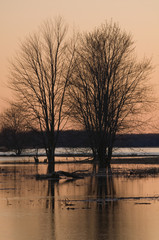 Flooded riverbank at dusk