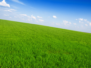 fresh green grass with bright blue sky