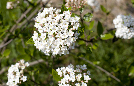 fleur viorne obier boule de neige