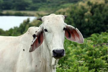 Mucca di razza Charbray