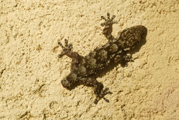 Salamanquesa en la pared