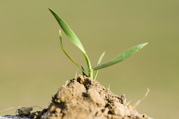 Young seedling of wheat planted in fertile soil