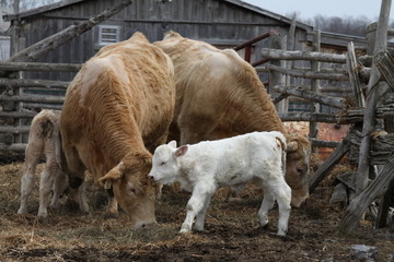 Cows-Calf  in Pen