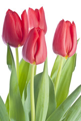 Bunch of Red Tulips Isolated on White
