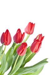 Fototapeta premium Bunch of Red Tulips Isolated on White