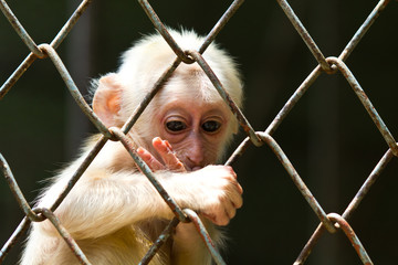 Triste petit singe