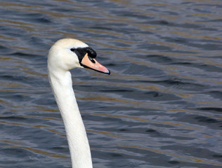 Fototapeta premium Schwan