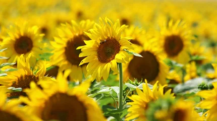 Crédence de cuisine en verre imprimé Tournesol yellow forest of nice sunflower blossoms
