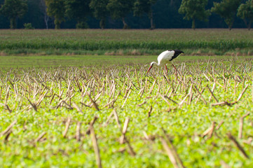 stork walking on green meadow