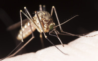 Mosquito sucking blood, extreme close-up
