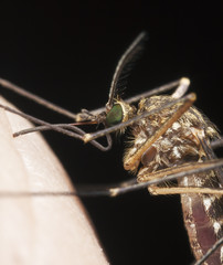 Mosquito sucking blood, extreme close-up