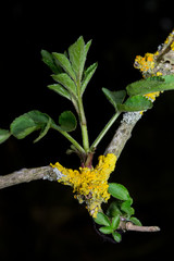 junger Trieb mit Gelbflechte, hochform.