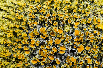 Gelbflechte, Makrofotografie