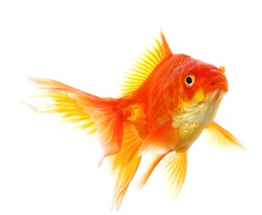 goldfish