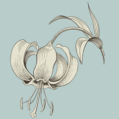 lily flower engraving or ink drawing