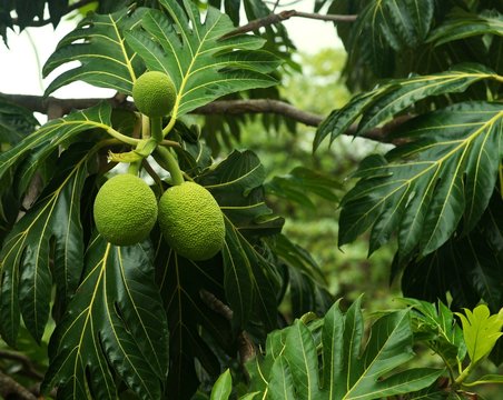 Breadfruit tree