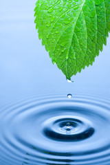 Naklejka na ściany i meble Green leaf water drops