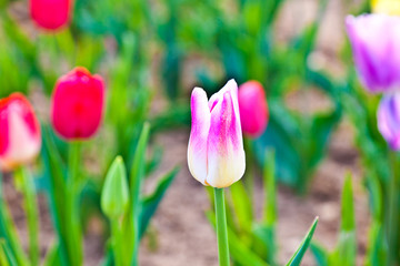 field with blooming colorful tulips