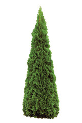 Naklejka premium Thuja Occidentalis 'Smaragd' American Arborvitae, Isolated