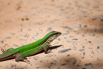 Bright Green Lizard