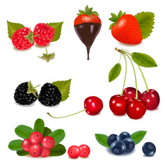 Group of berries with plant leaves. Vector illustration.