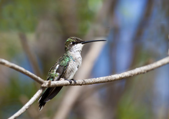 Hummingbird
