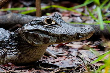 Cayman Profile
