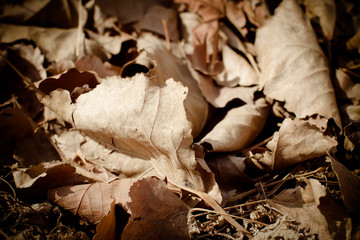 Dead leaves