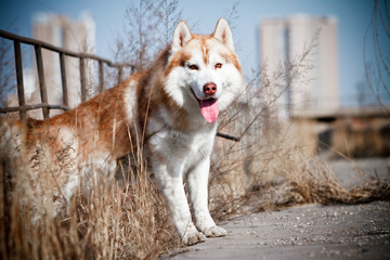 siberian husky