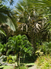 Fototapeta na wymiar Poszedł do palmy w ogrodzie botanicznym, Gwadelupa