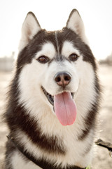 siberian husky