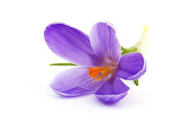 crocus  flowers f spring